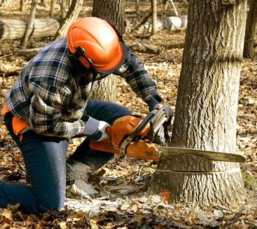Tree Removal in Braxton, MS